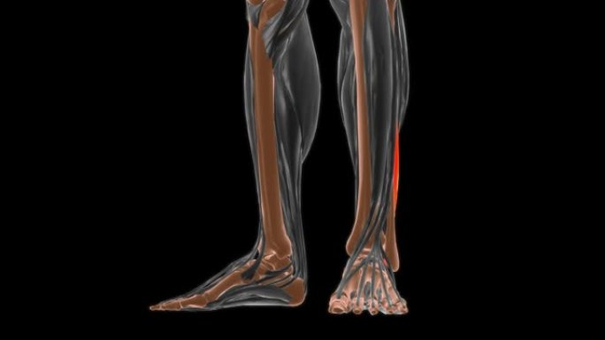 腓骨短肌解剖医学概念3D