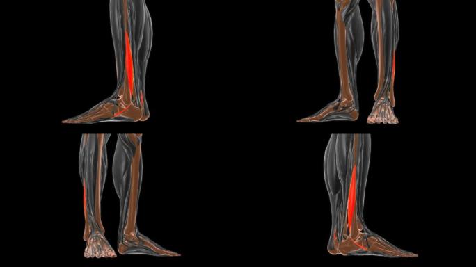 腓骨短肌解剖医学概念3D