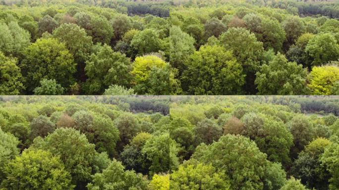 秋季森林空中无人机视图。秋天森林的鸟瞰图。红色黄绿色树木的秋季景观。混交林，绿色针叶树，落叶黄叶。自