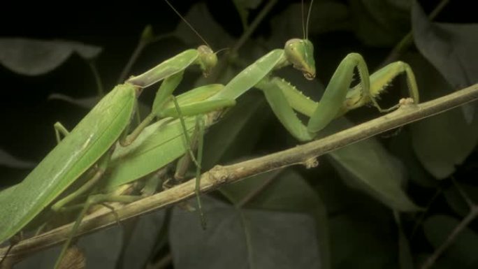 螳螂的交配雌雄。外高加索树螳螂(外高加索树螳螂)。螳螂昆虫的特写。螳螂交配