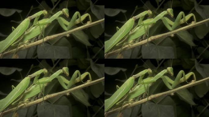 螳螂的交配雌雄。外高加索树螳螂(外高加索树螳螂)。螳螂昆虫的特写。螳螂交配