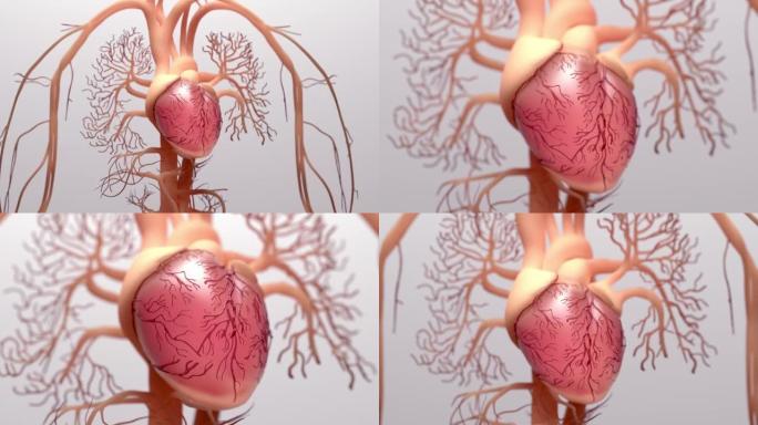 人体心脏，3d渲染，医学上精确的人体心脏解剖结构与静脉系统