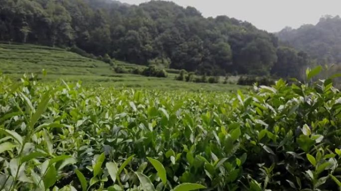 绿茶种植园，中国龙井茶村丘陵上生长的茶丛