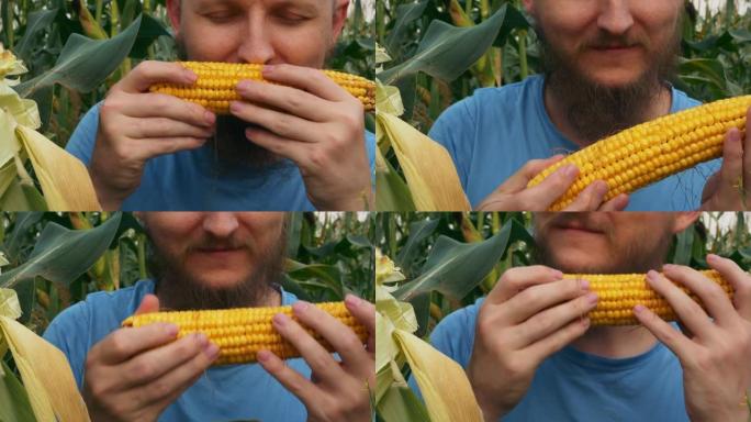 一个大胡子的男农民从树枝上摘了一个成熟的黄色玉米穗，并喜欢从他的农田里嗅出新鲜玉米的甜味。用于制作早