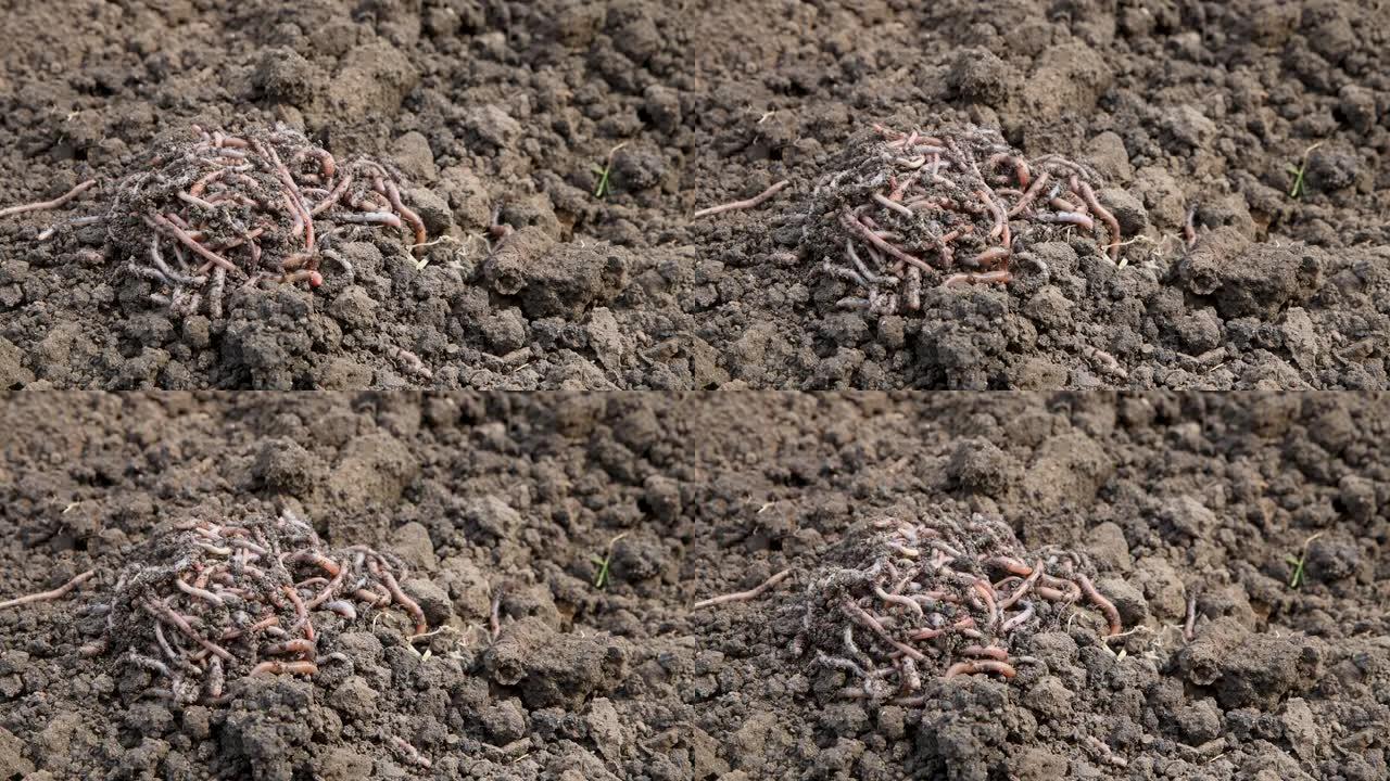 蚯蚓在农场的施肥土壤上活跃地爬行，特写镜头。
