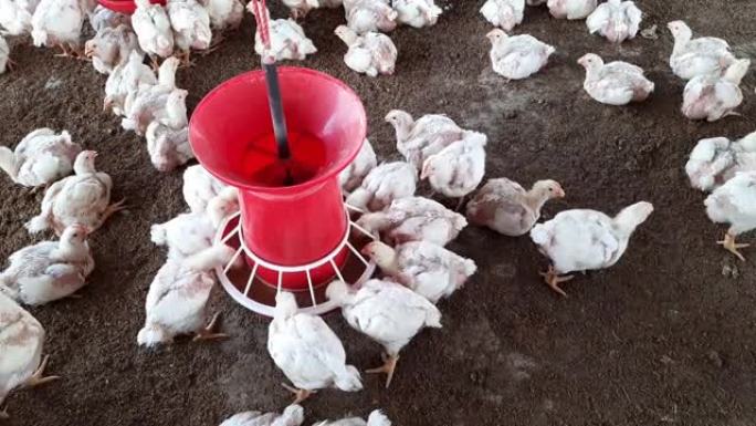 家禽养殖场，用于种鸡和鸡蛋，鸡啄食饲料，特写，牧场母鸡，母鸡