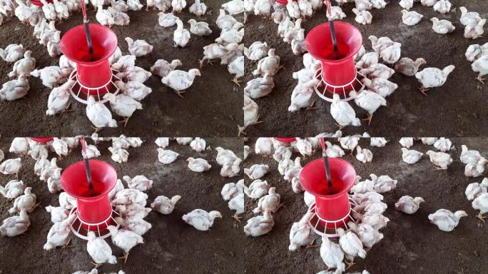 家禽养殖场，用于种鸡和鸡蛋，鸡啄食饲料，特写，牧场母鸡，母鸡