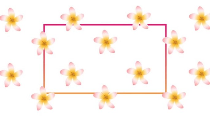 白色背景上的花朵在粉红色框架上旋转的动画