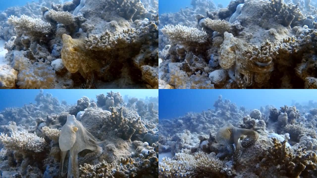 在埃及红海狩猎的大红色章鱼 (章鱼蓝草) 的高清视频片段