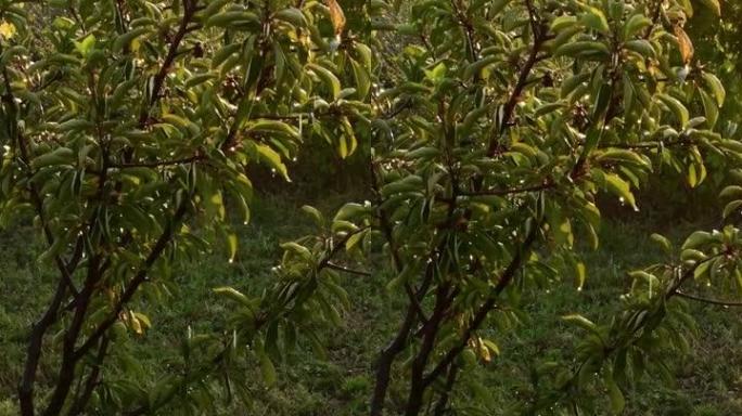 男性手持花园软管，浇灌花园树木和植物