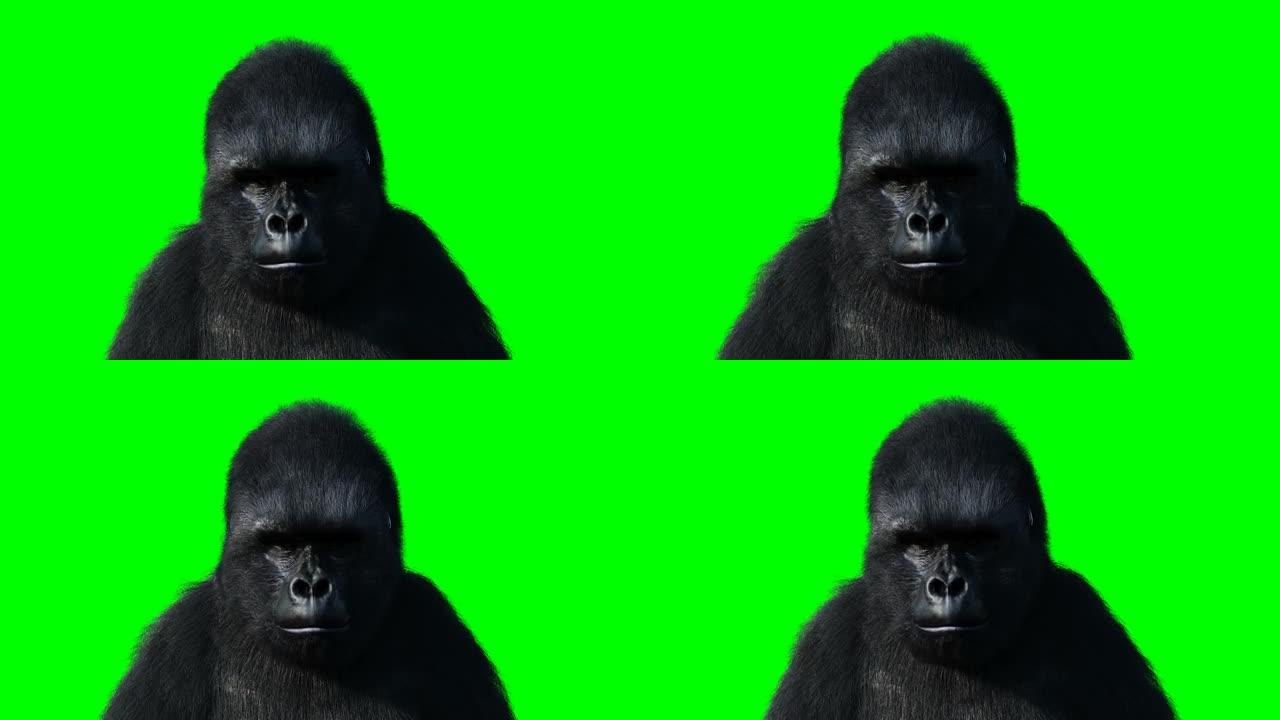 有趣的大猩猩。逼真的毛皮。绿屏动画。