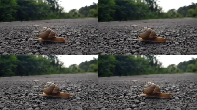 选择性地关注蜗牛在马路上移动。