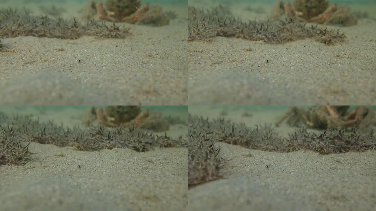 参差不齐的海兔-Bursatella leachii殖民地的水下视频