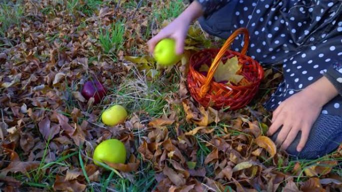 在秋季，双手从草丛中捡起红色和绿色的苹果进入篮子。