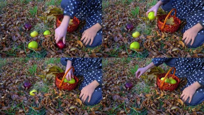 在秋季，双手从草丛中捡起红色和绿色的苹果进入篮子。