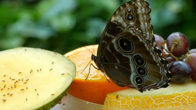 一只巨大的灰色热带蝴蝶，眼睛在翅膀上喝各种水果的花蜜