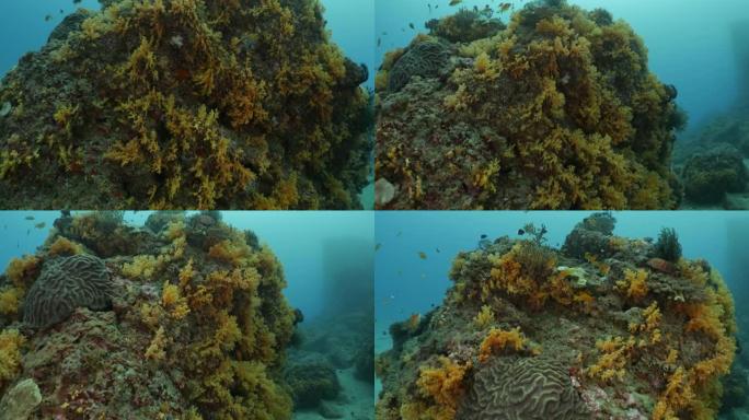 在深海珊瑚礁中成群游动的花青鱼