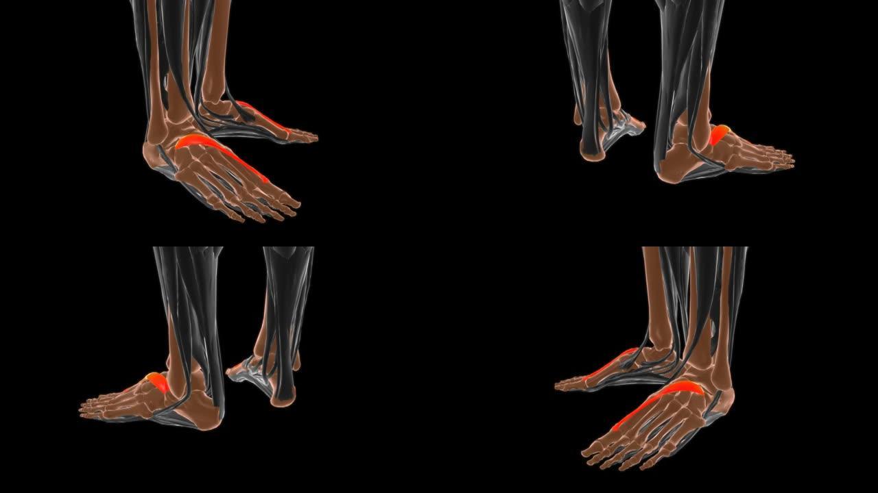医学概念3D的伸肌短肌解剖