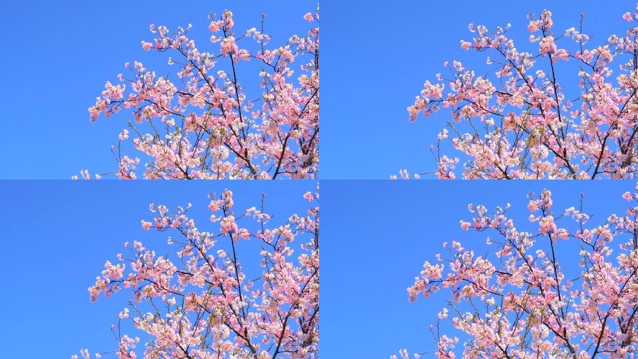 湛蓝的天空下樱花花束烂漫赏花