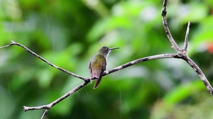 白胸翡翠蜂鸟在花园里雨中沐浴会被知更鸟打扰。