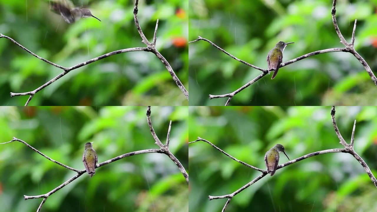 白胸翡翠蜂鸟在花园里雨中沐浴会被知更鸟打扰。