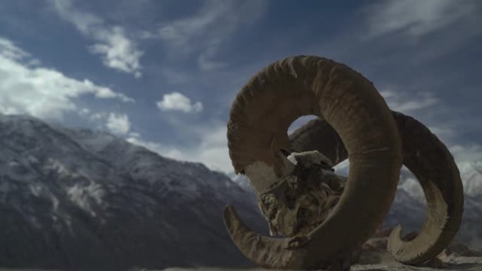 在帕米尔山脉的背景下，带有盘羊羊角的头骨