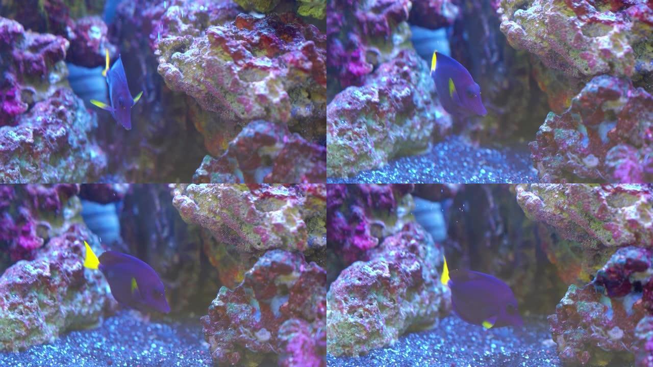 黄尾斑马鱼是海鱼，体紫蓝色，尾亮黄色