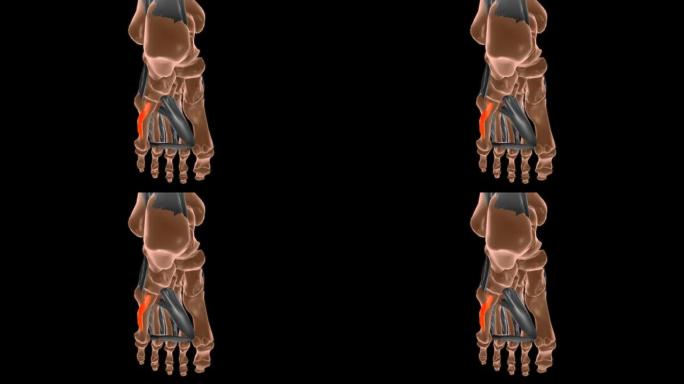 用于医学概念3D的足部肌肉解剖结构的反对者