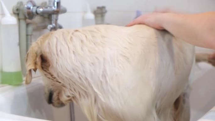 专业洗狗金毛在美容沙龙。