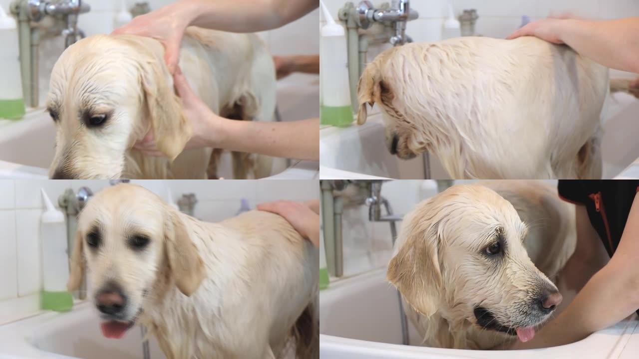 专业洗狗金毛在美容沙龙。