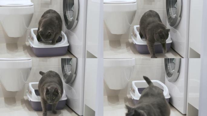 猫使用厕所，灰猫将其成团的液体废物埋在装满成团垃圾的猫砂箱中。