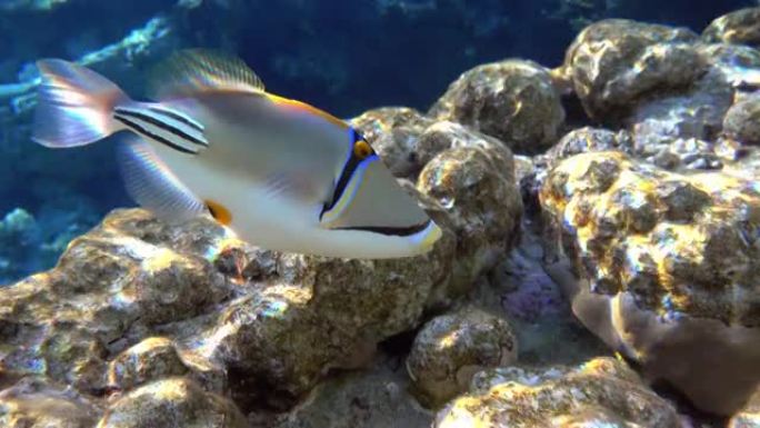 毕加索金鱼鱼 (Rhinecanthus aculeatus)，珊瑚鱼在珊瑚的reef.4k视频剪辑