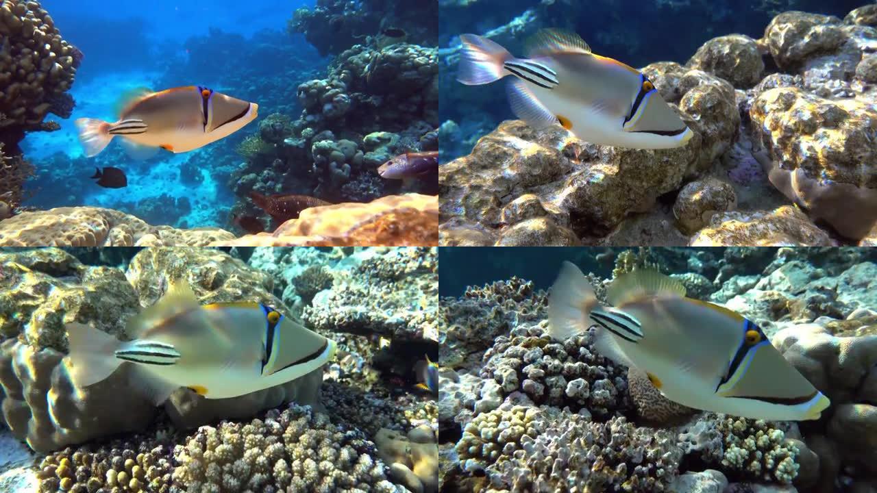 毕加索金鱼鱼 (Rhinecanthus aculeatus)，珊瑚鱼在珊瑚的reef.4k视频剪辑