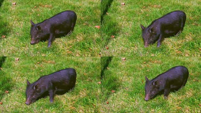 绿色草坪上的宠物猪宝宝