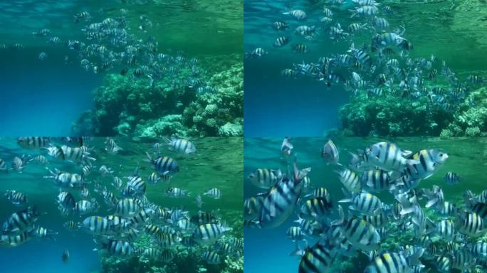 印度太平洋军士学校(Abudefduf vaigiensis)在浮游生物丰富的水面。视觉上可区分的浮