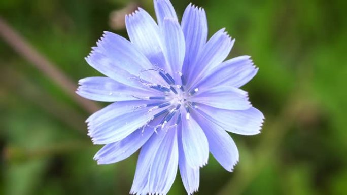 矢车菊特写春天花开春季花儿春花秋月