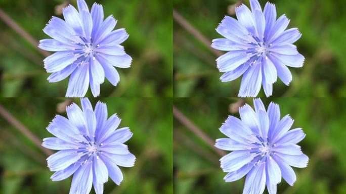 矢车菊特写春天花开春季花儿春花秋月