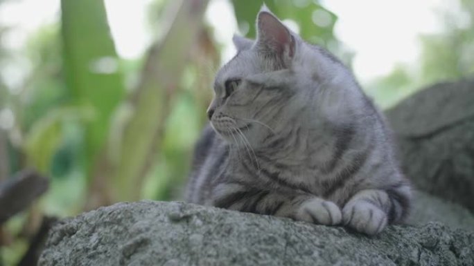 花园里警惕的猫。猫爪养猫喵星人