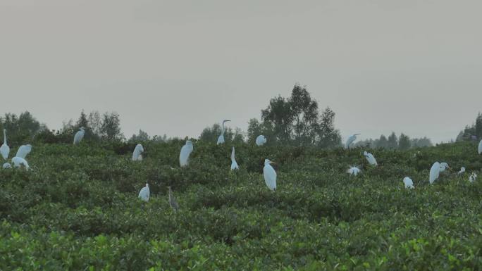 航拍白鹭飞翔D