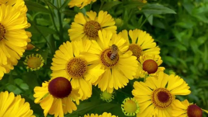 蜜蜂在普通的喷嚏花上授粉。