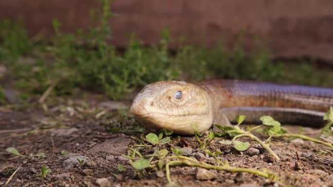 蛇或蜥蜴。
伯顿无腿蜥蜴: Lialis burtonis
其特点: 拥有眼睑，拥有外耳开口
无腿蜥