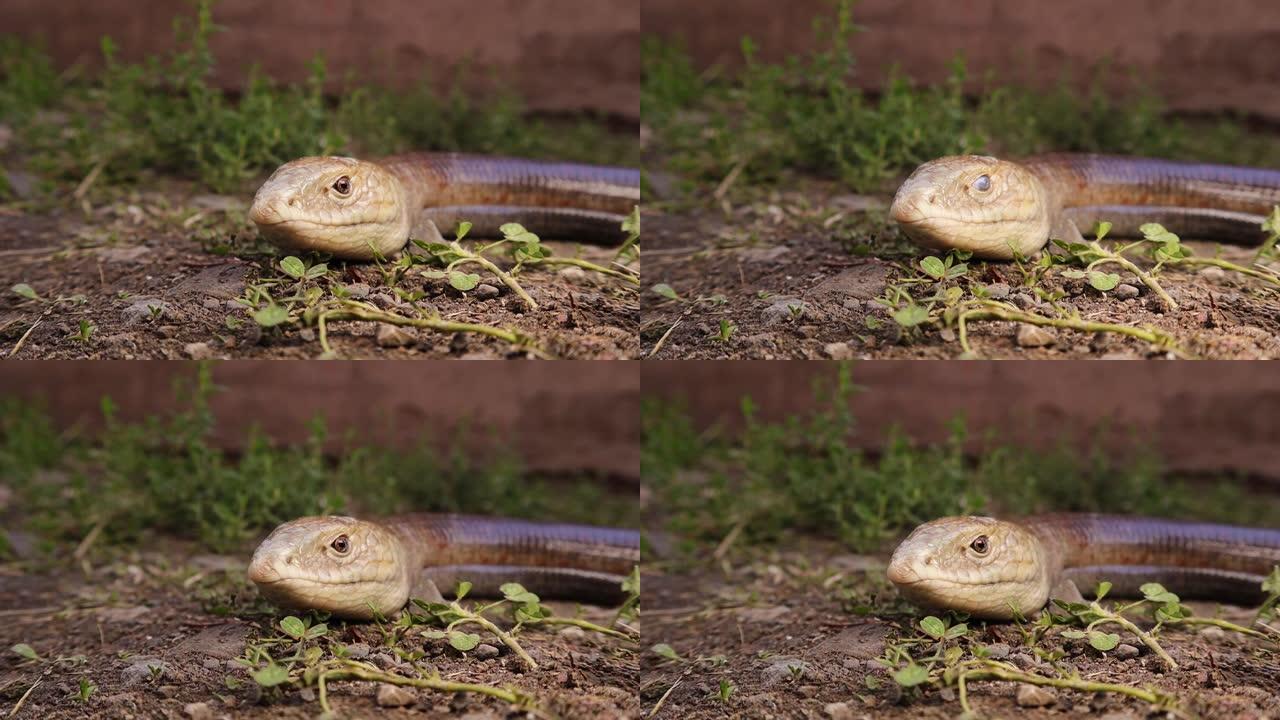 蛇或蜥蜴。
伯顿无腿蜥蜴: Lialis burtonis
其特点: 拥有眼睑，拥有外耳开口
无腿蜥