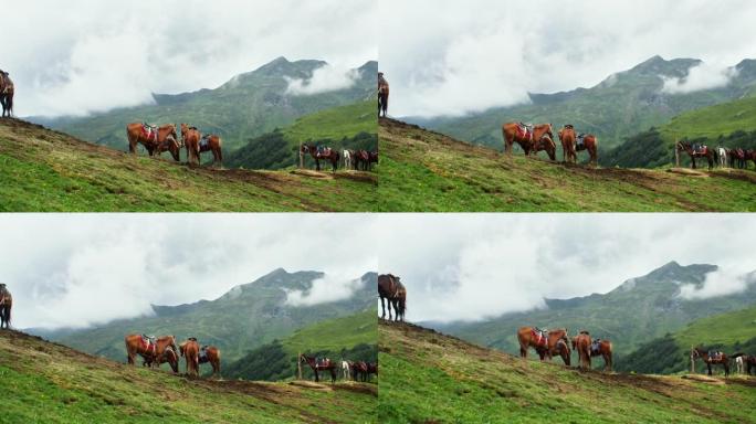 在山脉附近用皮带放牧的马的镜头。阿布哈兹加格拉，安乔山口。在BMPCC 6K上拍摄