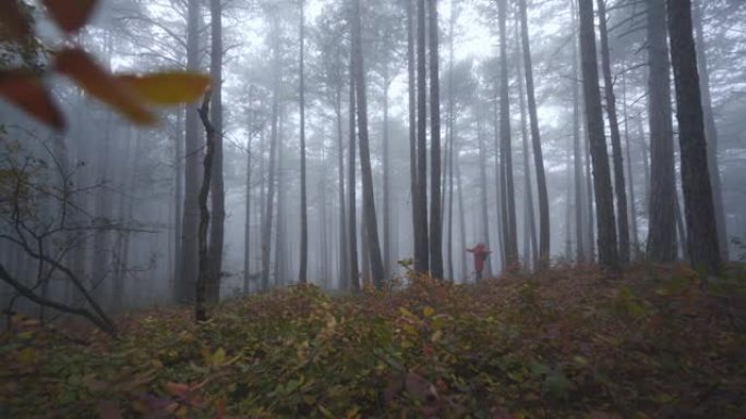 人们在秋日欣赏雾林景观
