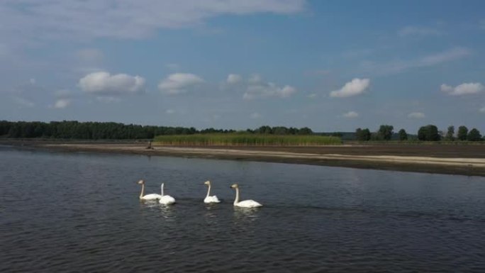 帕拉斯的鱼鹰 (Haliaeetus leucyphus) 和大天鹅 (天鹅座)，白俄罗斯