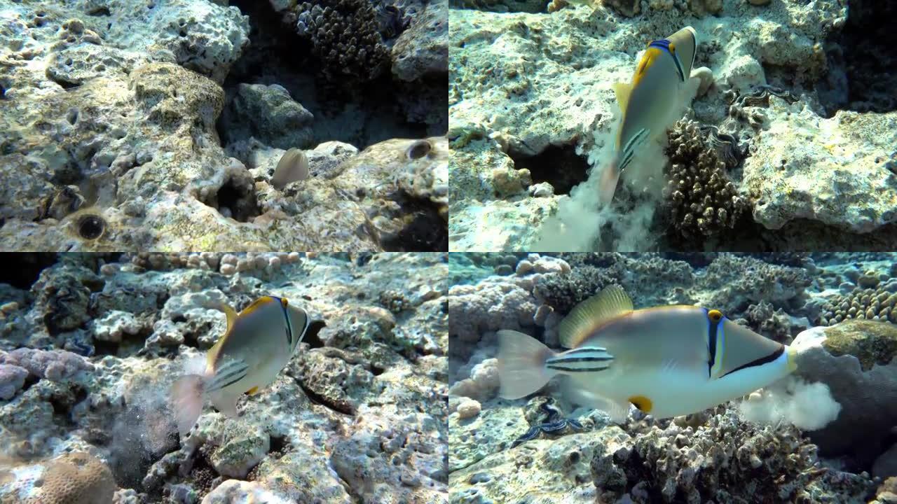 毕加索金鱼鱼 (Rhinecanthus aculeatus)，珊瑚鱼在珊瑚的reef.4k视频剪辑