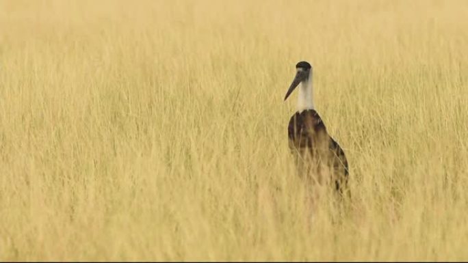 在tal chhapar sanctuary churu rajasthan india - Cic