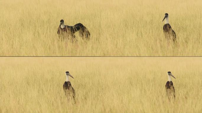 在tal chhapar sanctuary churu rajasthan india - Cic