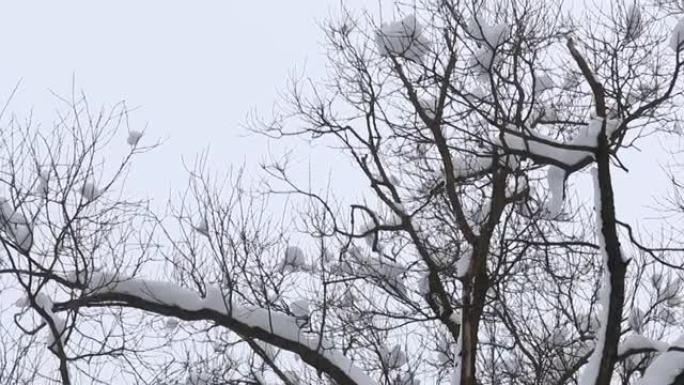 有雪帽的树的树枝。在灰色的冬天天空的背景下。特写镜头。