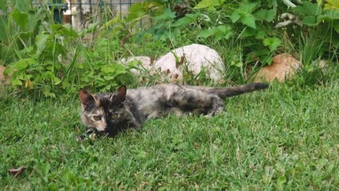 猫在花园的草坪上休息
